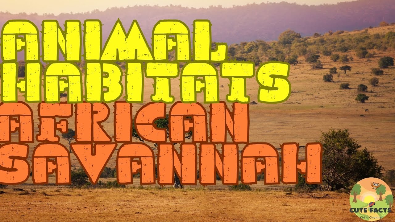 African Savannah Habitat Facts and Sounds for Kids - Home of Elephants, Lions, and Giraffes