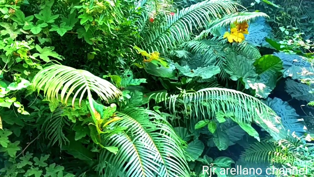 EAGLES NEST NATURE TRAIL VLOG