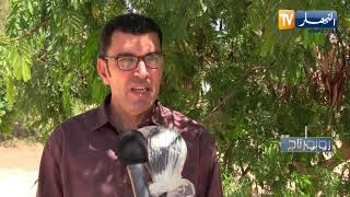 روبورتاج: القصب السكري  تجربة ناجحة في ولاية الوادي