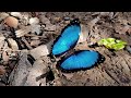 Blue morpho in slow motion