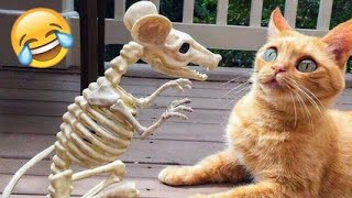 Funniest Animals 2023 |  Funny Cats and Dogs by Ha Ha Animal 2 views 9 months ago 10 minutes, 38 seconds