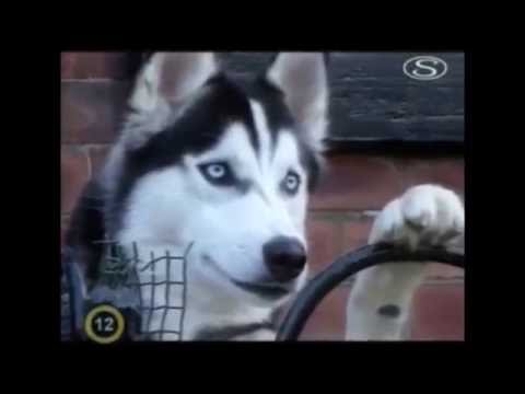 Videó: Hogyan Etessük A Husky-kat