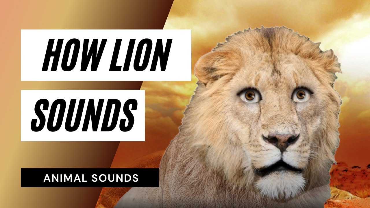 The #AnimalSounds: #Lion Roar - #SoundEffect - #Animation #LionVideo  #forKids