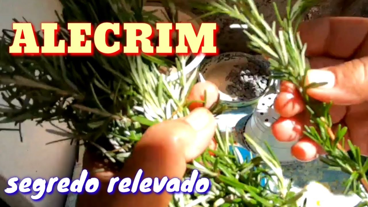 O segredo do ALECRIM como plantar ALECRIM com SUCESSO