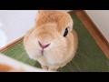 深夜にご飯がもらえるとわかって飼い主の前に現れたうさぎが可愛すぎました【No.2053】