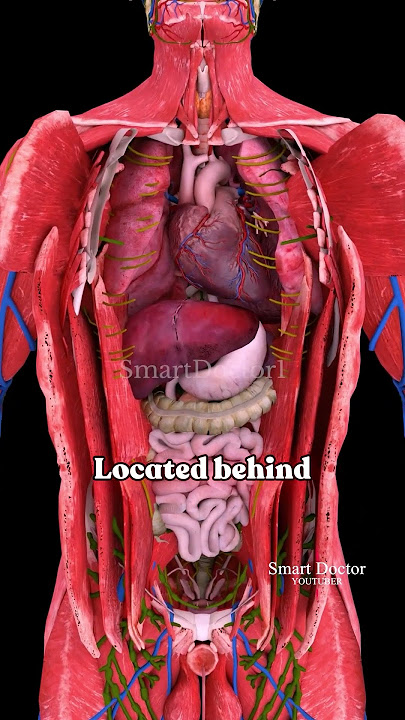 Best Heart Location for Blood Supply 🫀