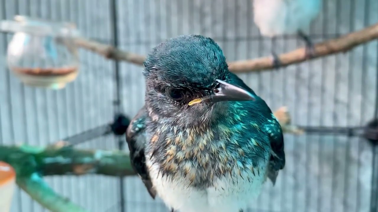 ngày 1 tháng 7, 2025