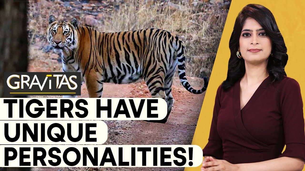 Gravitas | ‘Majestic’ or ‘Steady’: Different personalities of Tigers