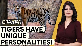 Gravitas | 'Majestic' or 'Steady': Different personalities of Tigers