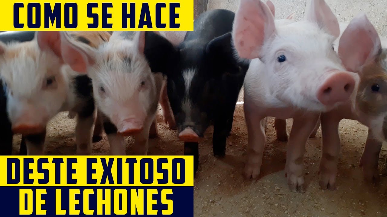 ¿A Que Edad Destetar a Mis Lechones? - Como destetar Cerdos