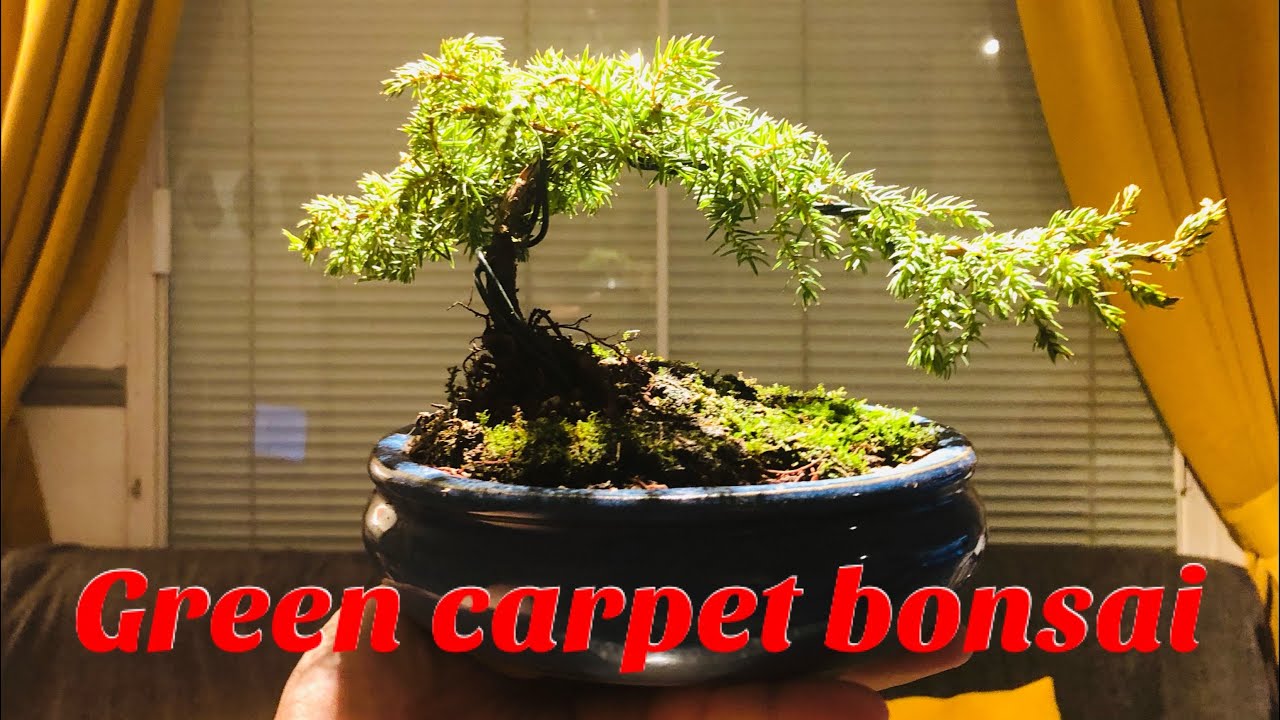 Juniperus communis ‘Green carpet’ bonsai YouTube