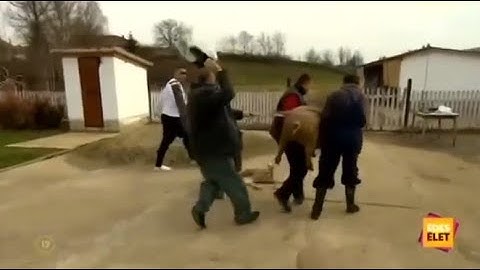 Győzike 85.rész Disznótor