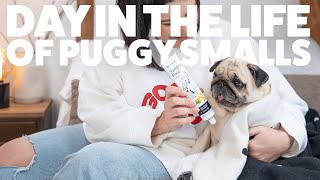 Day in the life of a disabled pug using doggy paté