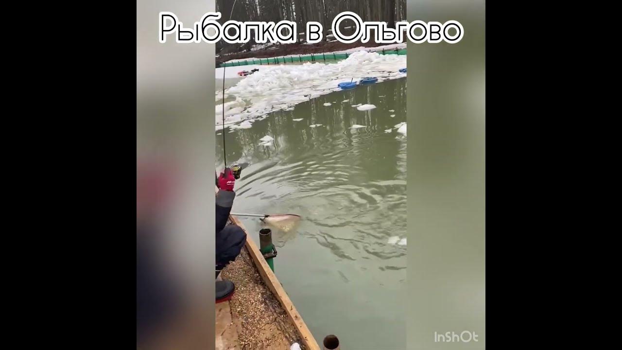 Крх савельево 3 ольгово. Крх савельево 3 ольгово