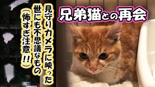 #50 子猫を緊急捕獲した夜、わちゃわちゃご飯タイムと兄弟猫たちの反応。見守りカメラに映った世にも不思議なもの