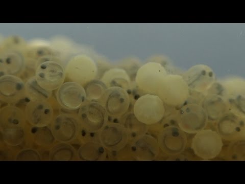 koi-eggs-46-hours-after-fertilisation---yoshikigoi-farm,-poland