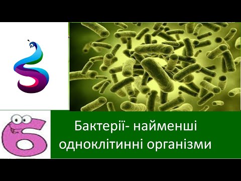 Бактерії- найменші одноклітинні організми.