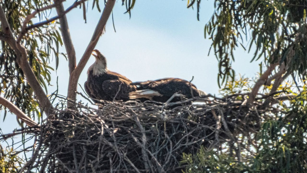 A pair of (Haliaeetus leucocephalus) Bald Eagles Nesting in Alameda, CA