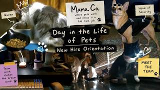 🐾Day in the Life of Pets| New Hire Orientation