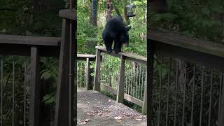 Download Lagu Leven in de jungle! MP3 Download Lagu Leven in de jungle! MP3