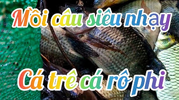 Mồi câu cá trê cá rô phi siêu nhạy.@haimtvlog .