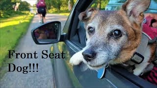 Milo is a Three-legged, Front Seat Dog!!