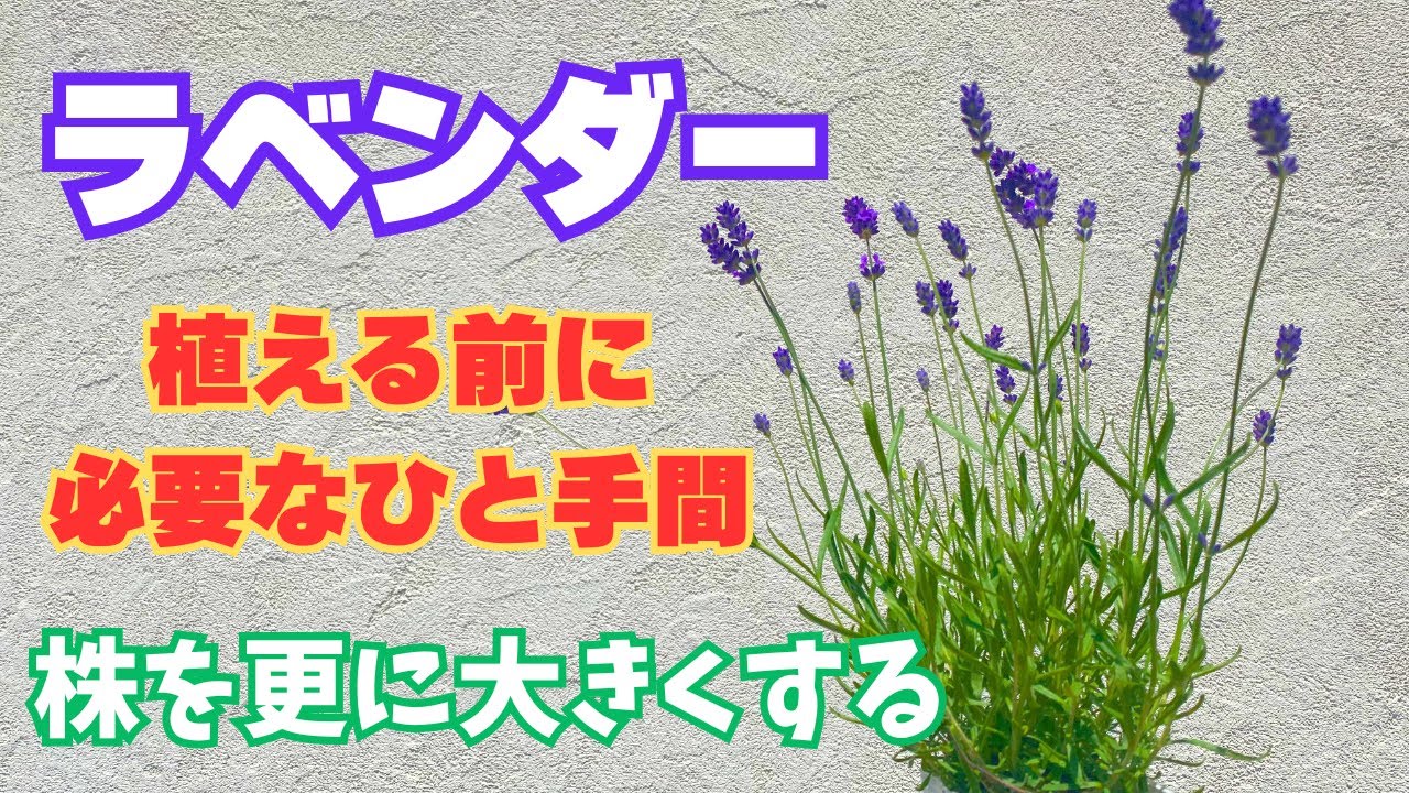 A little extra work before planting] Pick the lavender flowers to
