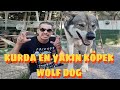 KURDA EN YAKIN KÖPEK IRKI CZECH WOLF DOGLAR