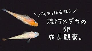 卵で購入したサファイア、王華メダカの成長観察。