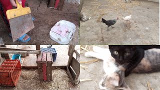 روتيني اليومي مع الدجاج في المنزل & Raising chickens at home