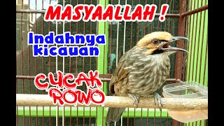 MASYAALLAH❗️❗️ SUARA KICAU 'CUCAK ROWO' MEMANG SANGAT INDAH, MERDU & MENGGELEGAR #cucakrowo #birds