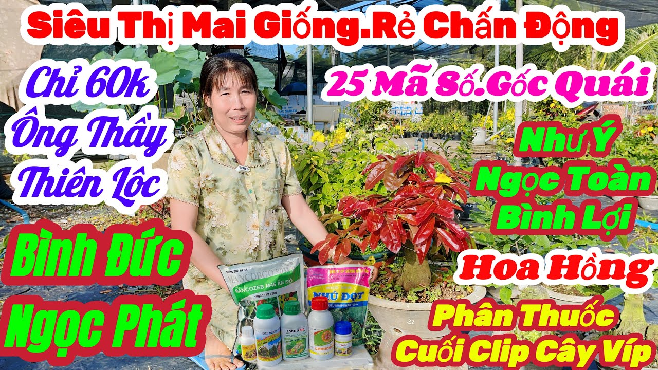 🌼10/3☎️0966603619👉Gặp Nhung🌲Mai Vàng Giá Rẻ🌲Chỉ 60k Nhiều Giống 25 Mã Số Rẻ🌲Thiên Lộc.Ông Thầy.Như Ý