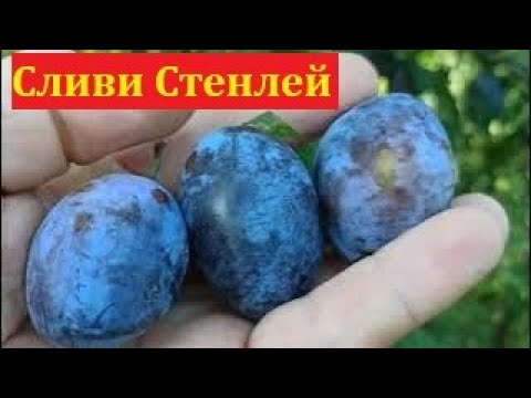 Видео: Ще узреят ли сливите от дървото?