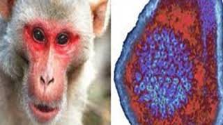 Explained What is Monkey B Virus that has claimed its first victim in China فيروس بي من القرود