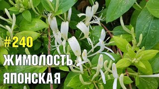 Жимолость японская | Жизнь в Адлере Жимолость японская | Жизнь в Адлере