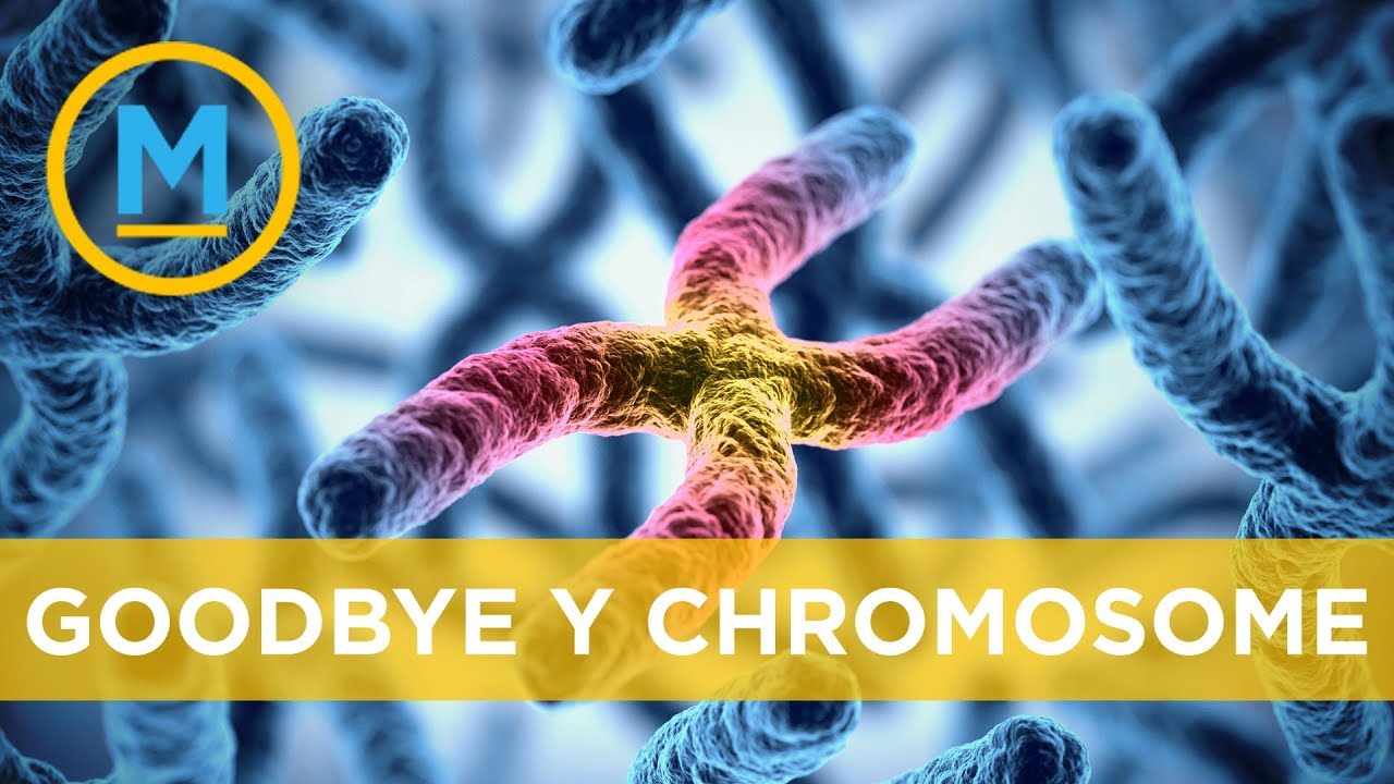 Why The Y Chromosome Could Disappear In 4 6 Million Years Your