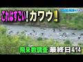 【多摩川漁協】うわわ〜っ、凄いカワウの漁