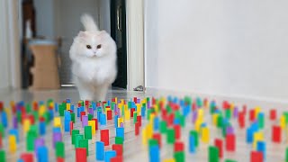 Obstacle challenge! Can my cats avoid the obstacles?