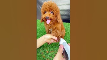 Cách Tỉa Lông chân cho bé Poodle 0966696328-0842162222