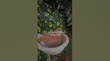 تلاوة هادئة تريح الأعصاب 😴🎧 القارئ: اسلام صبحى سوره: الرعد 💙❤