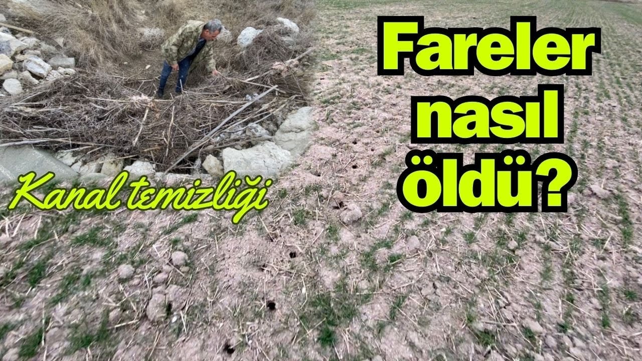 FARELER NASIL ÖLDÜ?~Sel gelmeden kanal temizliği