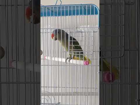 What does a blue rumped parrot sound like
