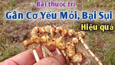 Bài thuốc trị Gân cơ yếu mỏi, bại sụi, đau nhức xương khớp phong thấp... PHAN HẢI