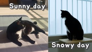 How My Cats Enjoy Sunny Day and Snowy Day