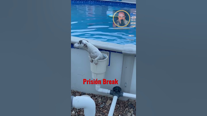 Un perro a la fuga del calor.Perro escapista.Perro en la piscina#shorts #reels #tiktok #perro