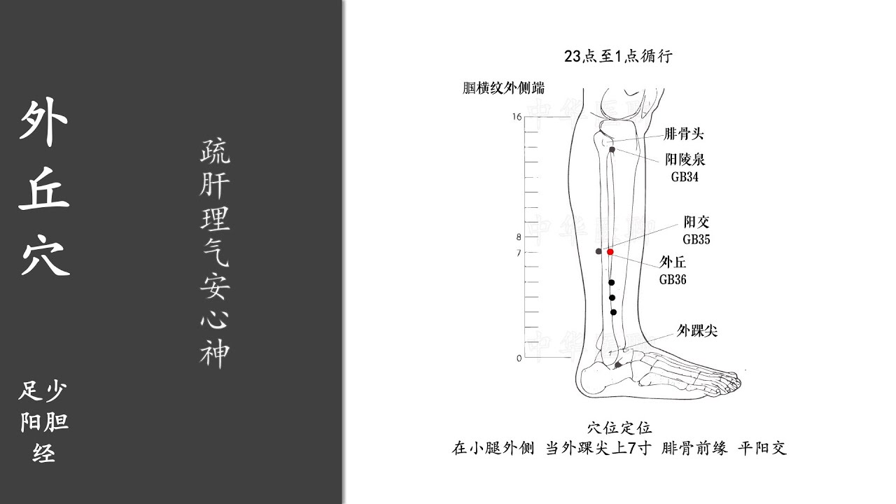 人体穴位283：外丘：疏肝理气安心神，用指尖按揉外丘穴3～5分钟，长期按摩，可改善下肢麻痹、癫痫等 20220318 - YouTube