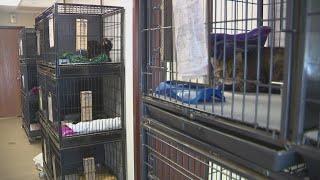 Scott County Humane Society reaching full capacity, encourages adoption