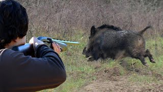 Chasse Au Sanglier 2021  , BEST  Wild Boar Hunting 2021 , caça de javali