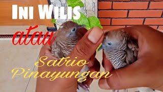 Perkutut Wilis Dan Satrio pinayungan