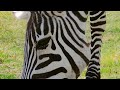 Punda The Zebra: The Unusual Hero Of The Herd | Real Wild